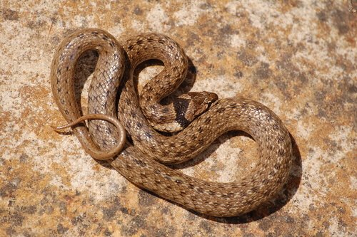 Cobra chicote do Oeste (Coluber viridiflavus)