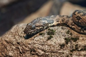 Tipos de cobras na Espanha