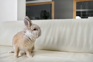 Estresse em coelhos: saiba como combatê-lo de forma eficaz