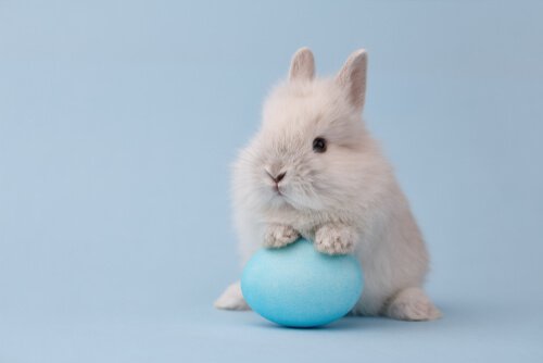 coelho toy com ovo azul