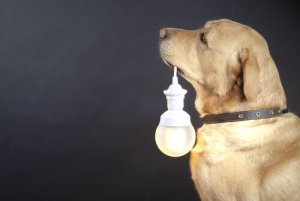 Coleiras luminosas para cães de rua: conheça este projeto