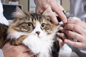 Como cortar as unhas de um gato e não morrer tentando?