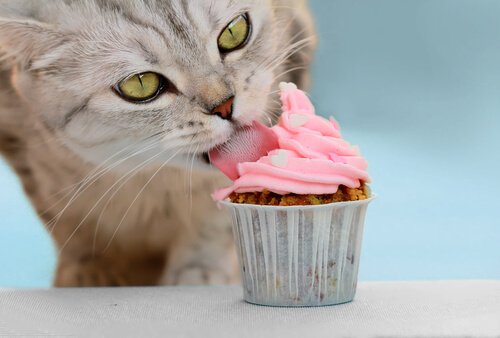 Gato lambendo a cobertura de um cupcake