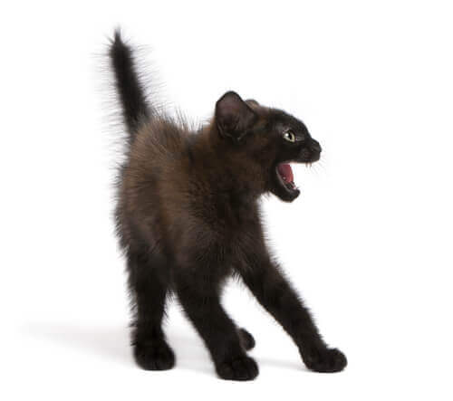 Linguagem corporal dos gatos: pelos eriçados indicam perigo