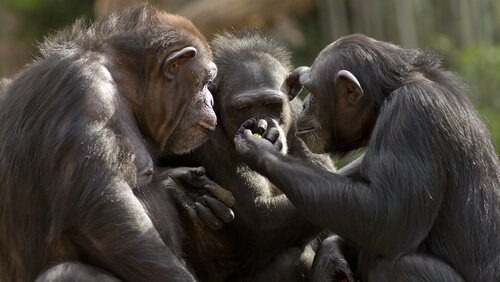 É possível conversar com macacos?