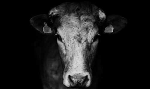 Vaca
