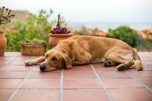 Vômitos marrons em cães: tudo que você precisa saber