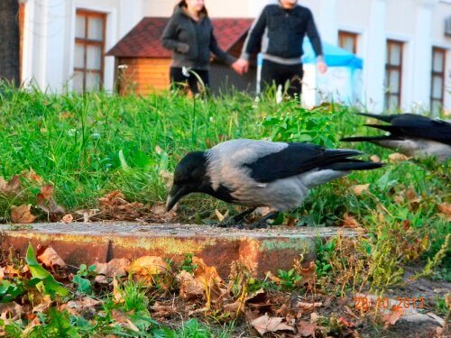 Corvo como animal de estimação: completa loucura?
