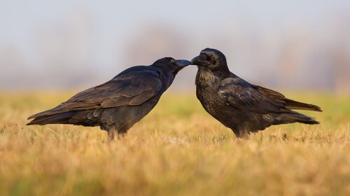 corvo como animal de estimação