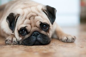4 cuidados com cães com rugas