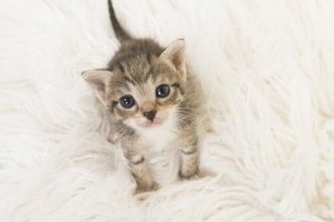 Como cuidar de um gato bebê