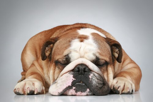 cuidados com cães com rugas