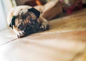 As cadelas têm menopausa?