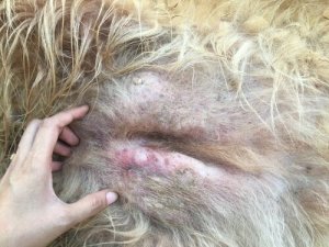 Um cão pode ter câncer de pele? Por quê?