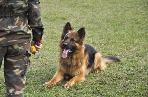 Cães que protegem animais selvagens da extinção