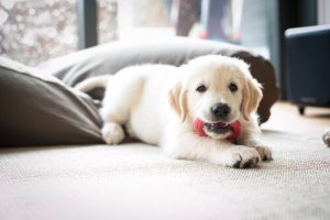 Dicas para deixar um filhote sozinho em casa