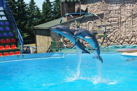 Delfinário: liberdade ou prisão para os golfinhos?