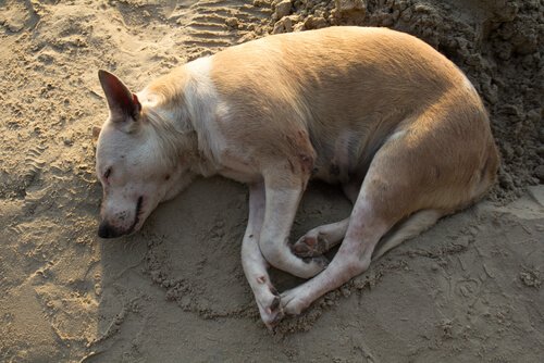 Cachorro com dermatite deitado na terra
