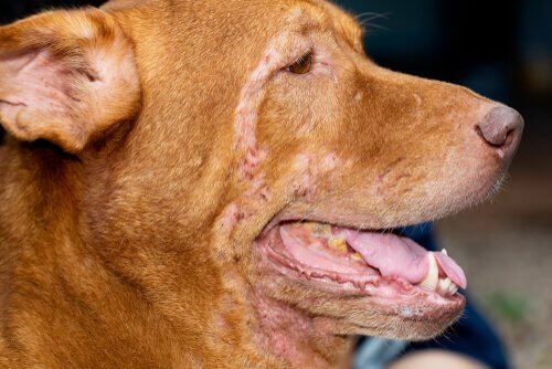 Dermatite em cães: dicas para tratamento