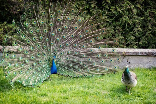 Pavão: saiba tudo sobre este pássaro majestoso - Meus Animais