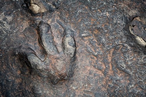 Dinosaur Valley State Park: pegada de dinossauro