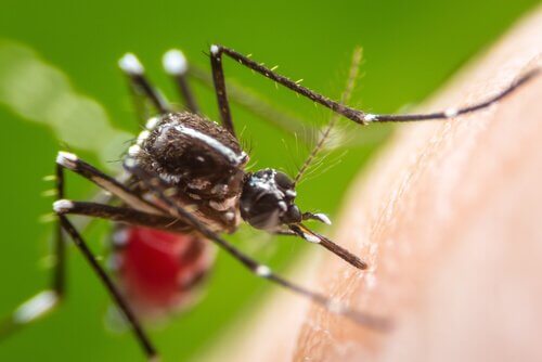 Picadas de mosquito da dengue