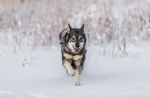Elkhound: um cão de caça
