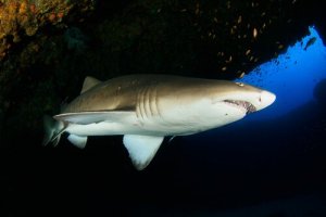 Tipos de respiração em animais