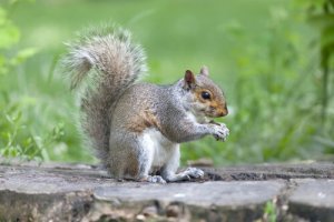 Esquilo cinzento: conheça todas as suas características