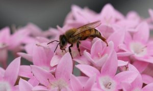 A importância das abelhas no ecossistema