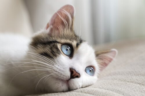 Gato de olhos azuis