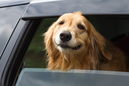 cão na janela do carro