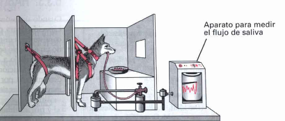 Experimento de Pavlov
