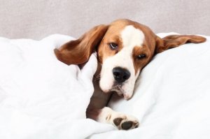 Filariose canina: causas e tratamento
