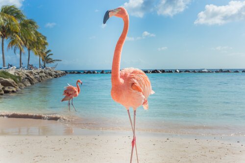 flamingo