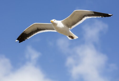 gaivotas são aves marinhas