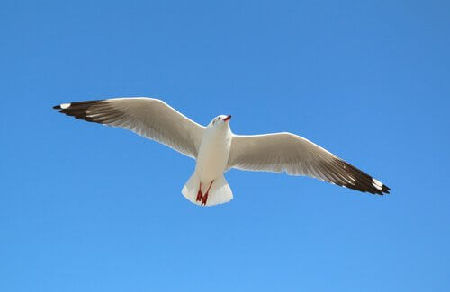 Por que as gaivotas são aves marinhas