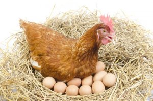 As galinhas botam ovos todos os dias?