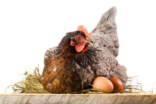 Por que as galinhas comem seus ovos?