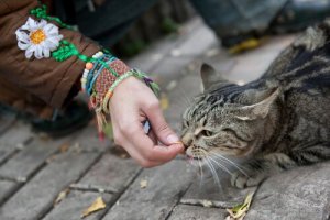 Como ganhar a confiança de um gato de rua