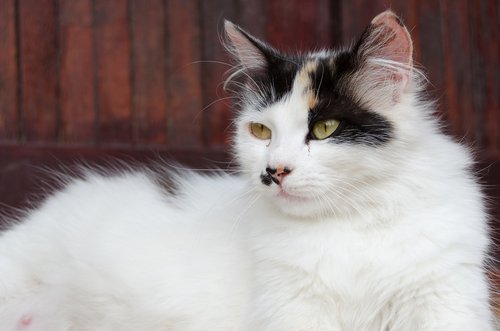 Gato branco e preto