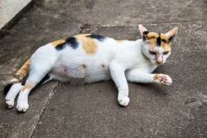 Como alimentar uma gata prenha?