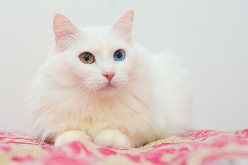 Gato angorá com heterocromia (olhos com cores diferentes)