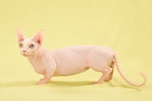 Gato Bambino: careca e com pernas curtas