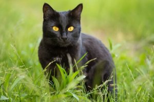 O gato bombaim: características e cuidados