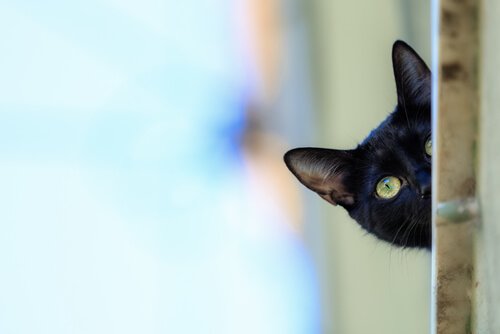 Cuidados com o gato bombaim