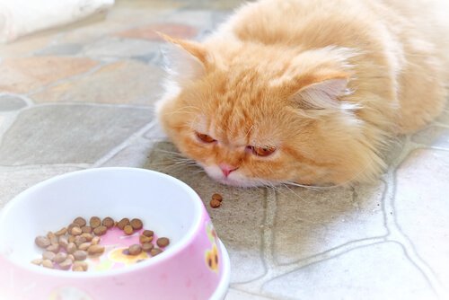 gato sem querer comer