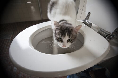 gato no vaso sanitário