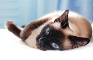 5 raças de gatos asiáticos