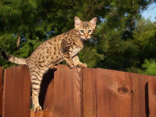 Gato Savannah